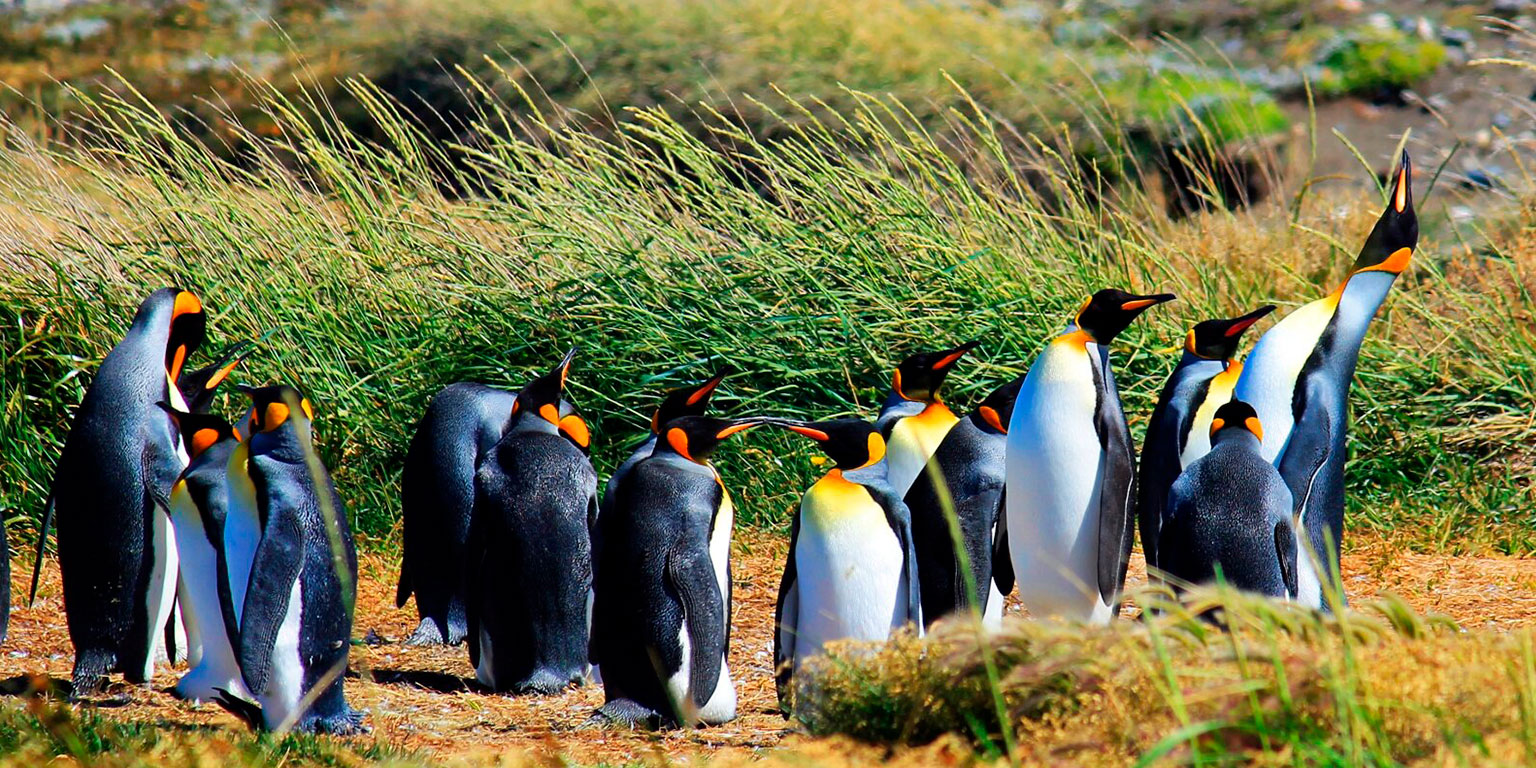 atractivo-isla-magdalena-pinguinos