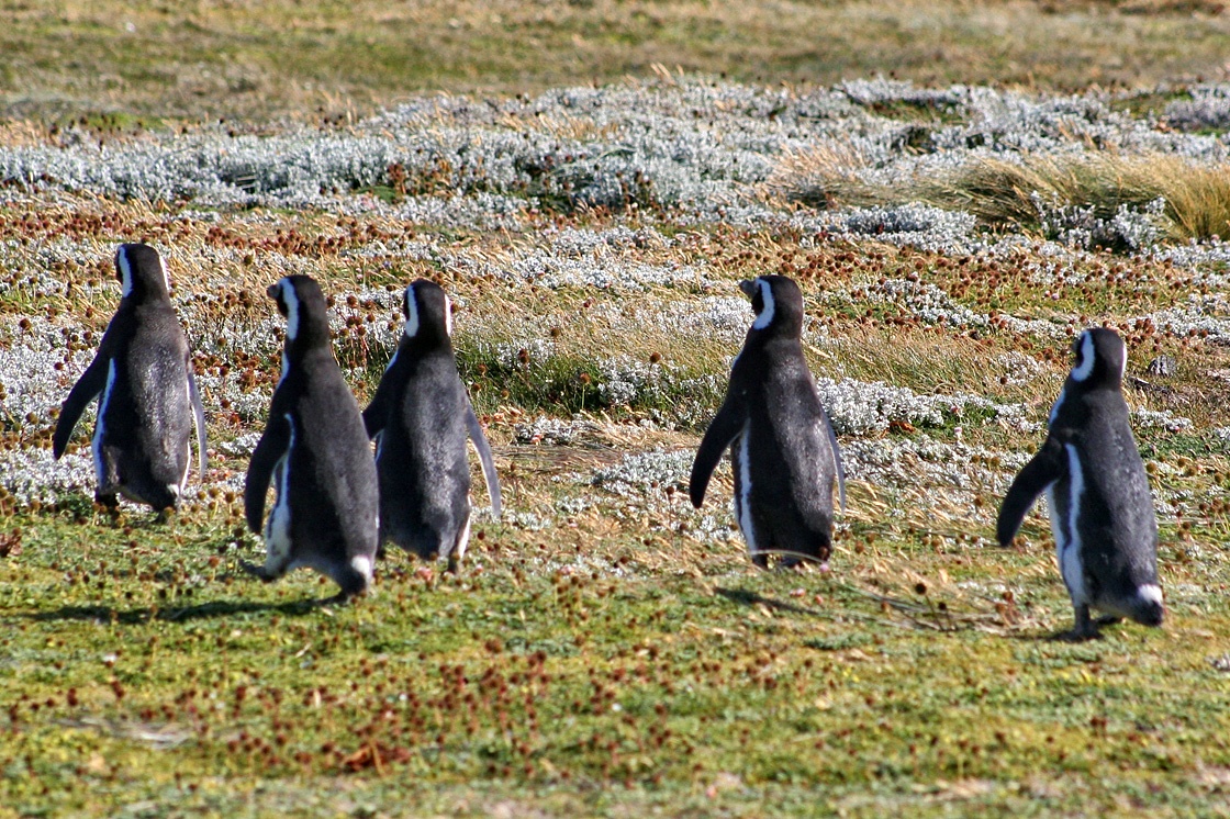 lugares-pinguineras-1